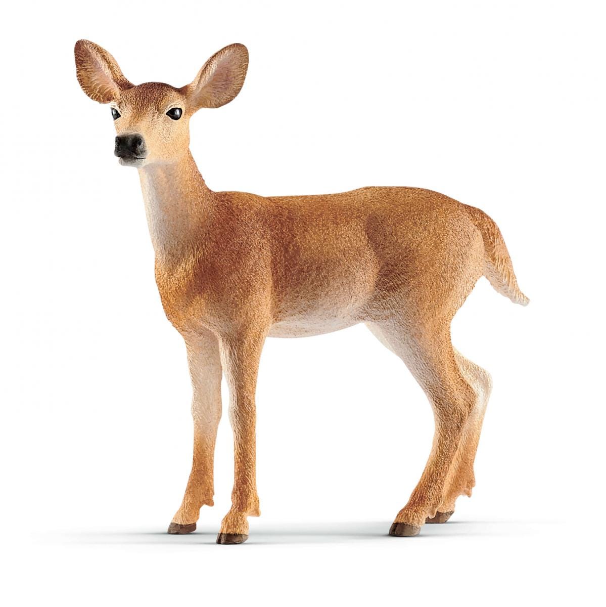 White-Tailed Doe 14819