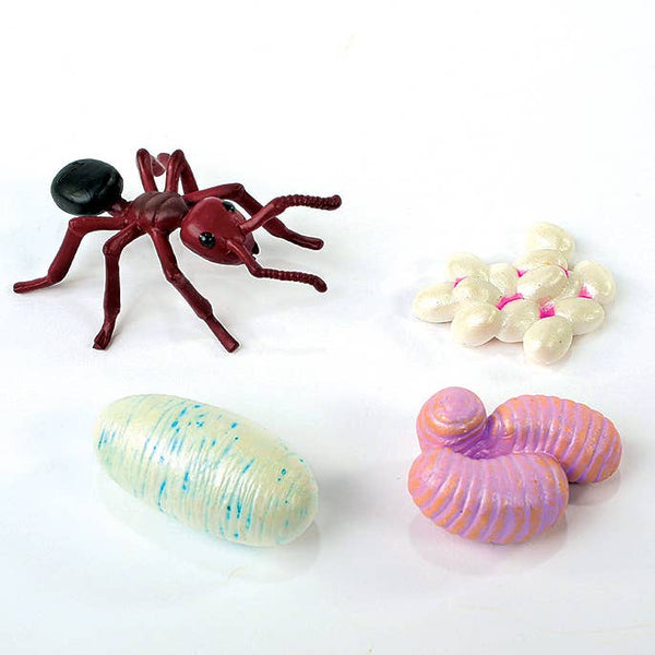 Ant Life Cycle Figurines