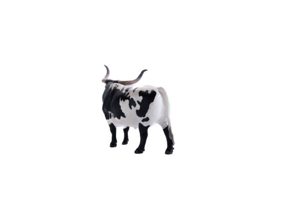 Texas Longhorn Steer Black/White