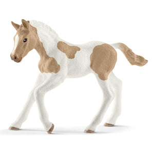 Paint Horse foal 13886