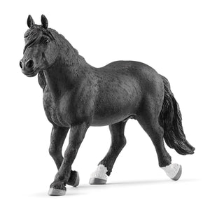 Noriker Stallion-13958