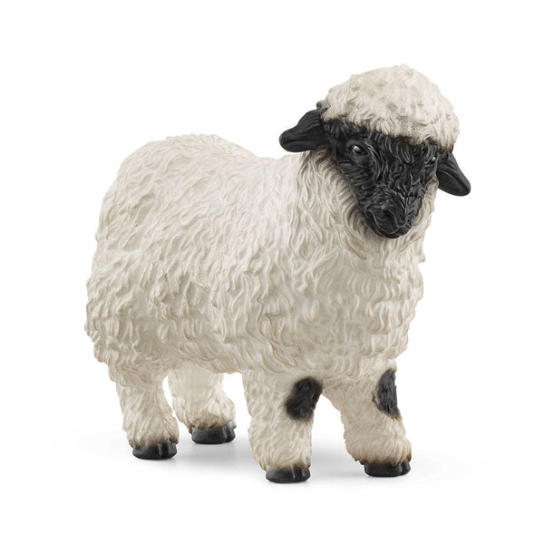 Blacknose Sheep-13965