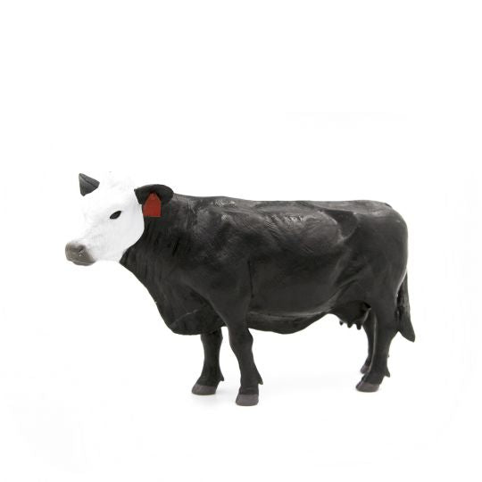 Black/White Face Cow